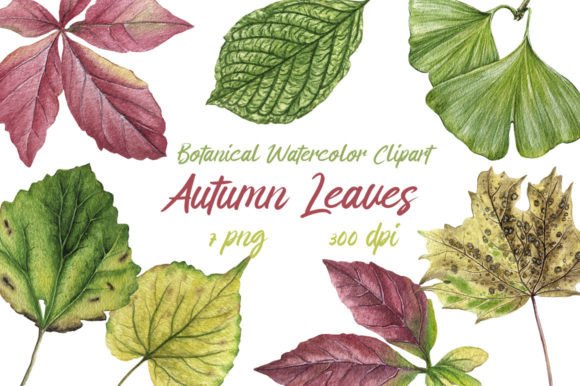 Watercolor Clipart Autumn Leaves for Crafts & Digital Product Sellers